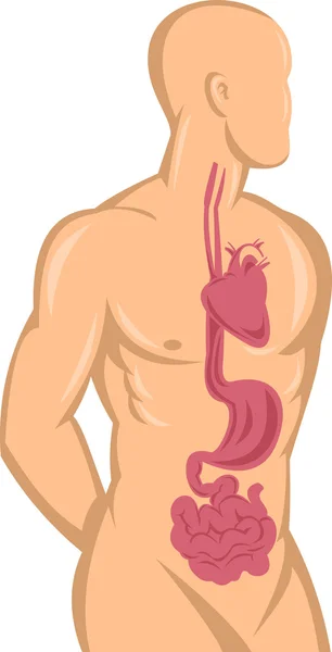 Human anatomy showing heart and digestive system — Stock Photo, Image