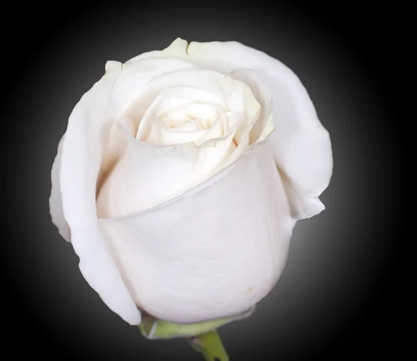 Rosa branca — Fotografia de Stock