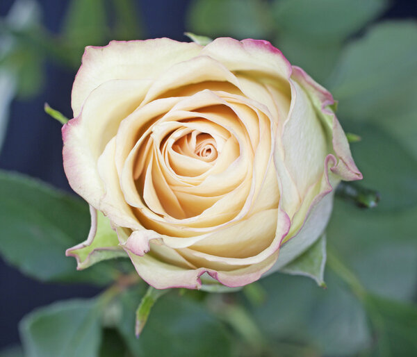 Closeup of white and pink rose seen from above