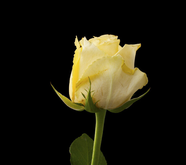 Closeup of yellow rose over completely black background