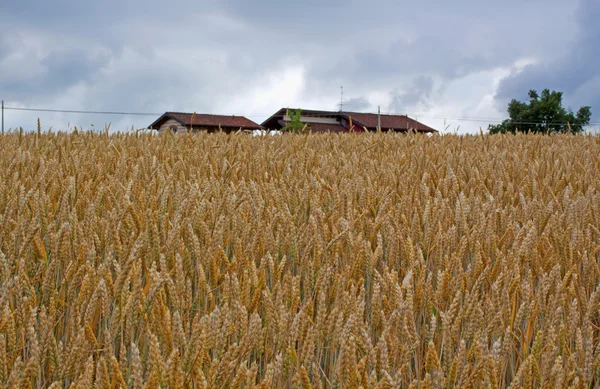Поле Пшеницы Домами Вершине Холма — стоковое фото