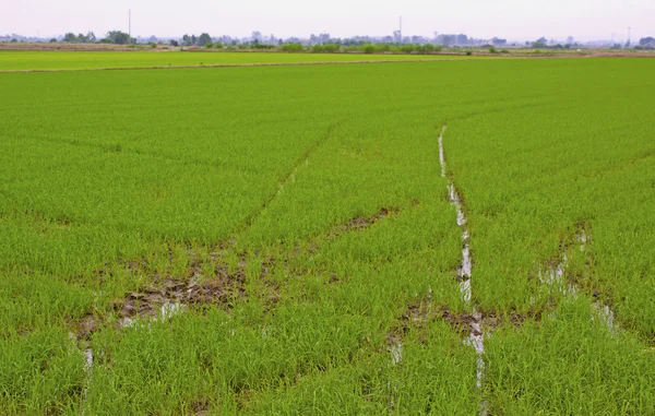 Yeşil Pirinç Alan Kanalları Ile Yakın Çekim — Stok fotoğraf