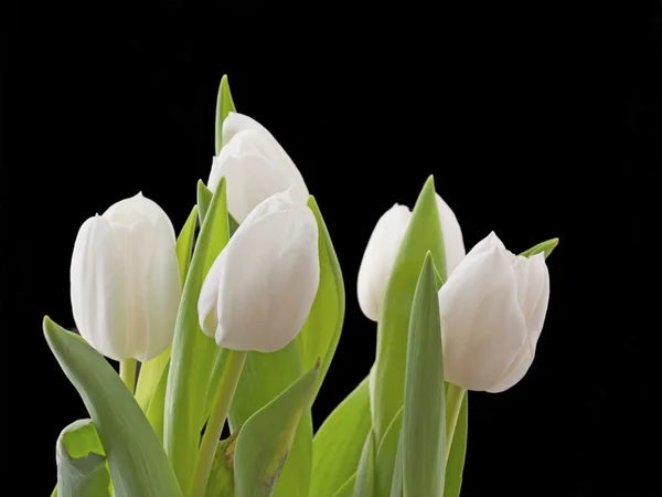 Primer Plano Tulipanes Blancos Sobre Negro — Foto de Stock