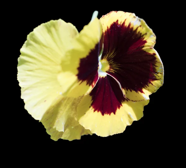 노랑 제비 꽃 — 스톡 사진