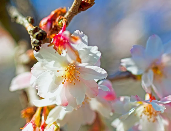 Персик квітка — стокове фото