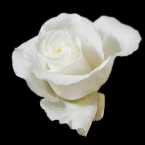 白玫瑰 免版税图库图片