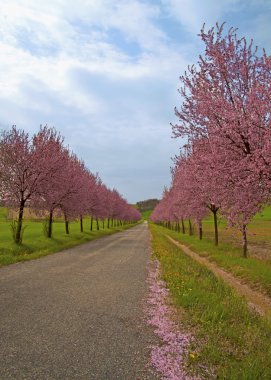 Peach trees clipart