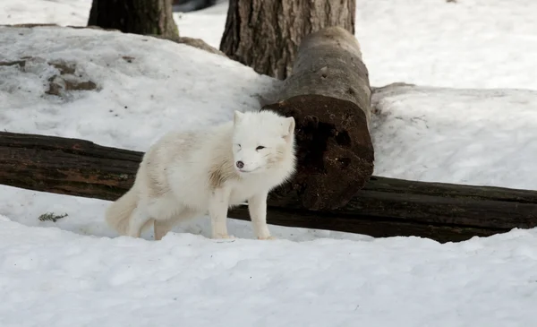 Artic αλεπού — Φωτογραφία Αρχείου