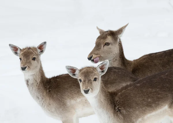 Trio of deer — Stock Photo, Image
