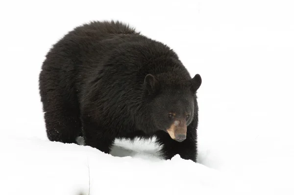 눈 속의 검은 곰 — 스톡 사진