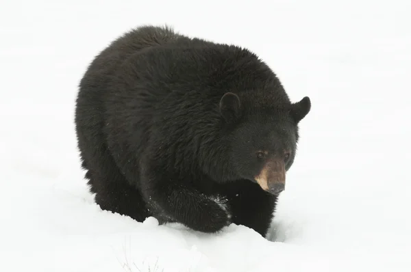 미국 블랙 곰 — 스톡 사진
