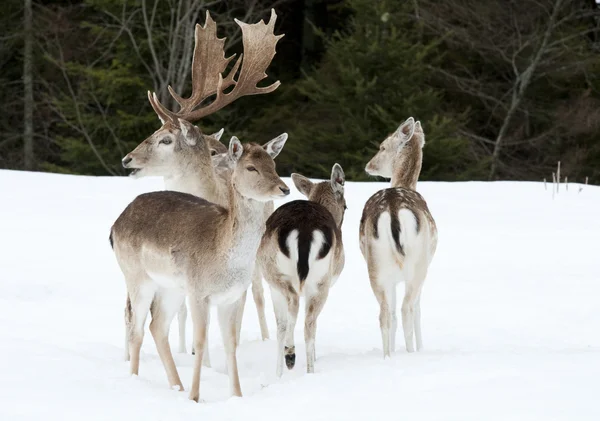 Deer in the snow — Stock Photo, Image