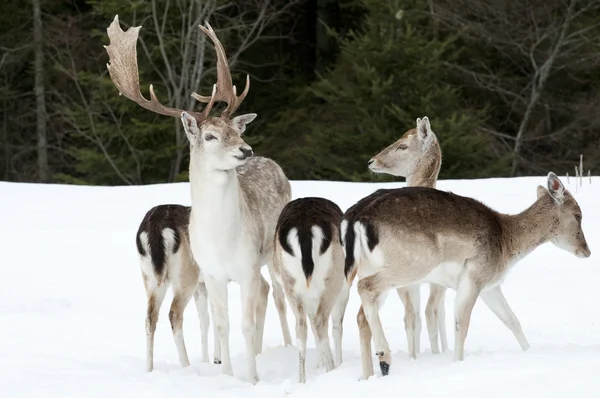 Fallow deer family — Stock Photo, Image