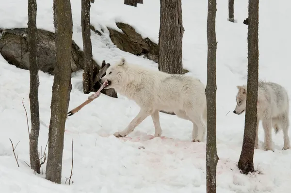 Wolves with prey — Stock Photo, Image