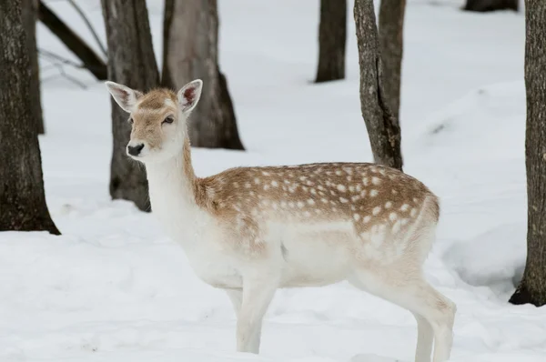 stock image Fallow Deer