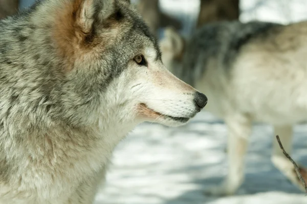 Λύκος ξυλείας — Φωτογραφία Αρχείου