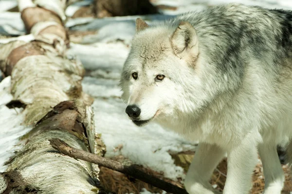 눈 속의 늑대 — 스톡 사진