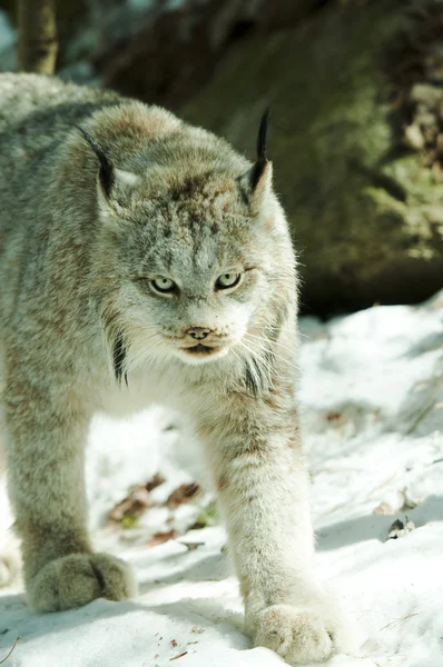 Lynx wandelen — Stockfoto