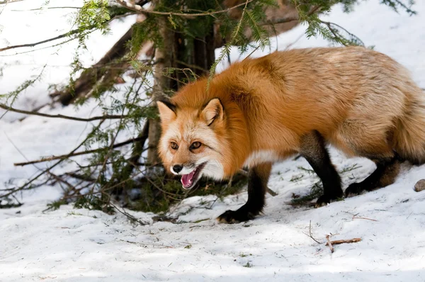 붉은 여우 — 스톡 사진