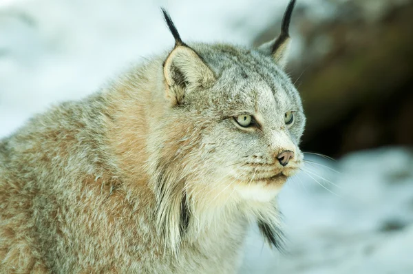 Lynx in winter — Stock Photo, Image