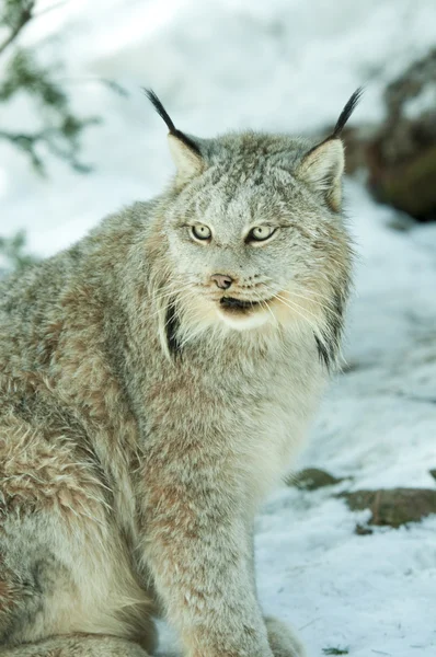 Lynx in de winter — Stockfoto