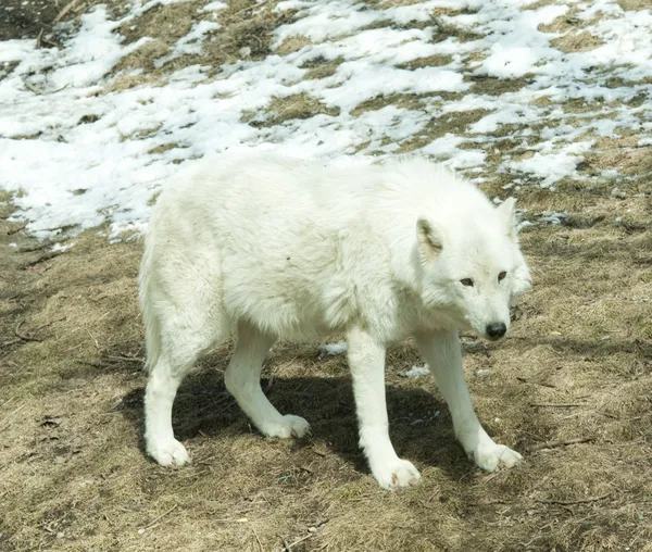 Λευκή ξυλεία λύκος — Φωτογραφία Αρχείου