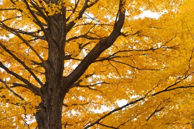 Old maple tree with yellow leaves, autumn clipart