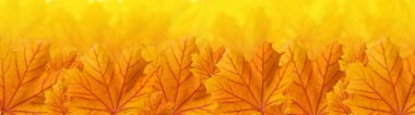 Orange yellow autumn maple leaves, panorama clipart