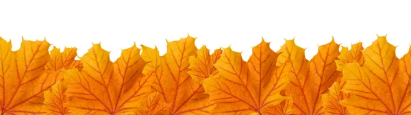 Orangefarbene Blätter des Herbst-Ahorns, Panoramablick Stockbild