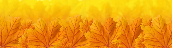 Orange gelbe Blätter des Herbst-Ahorns, Panorama lizenzfreie Stockbilder
