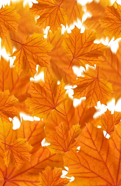Orange maple leaves collage — Stock Photo, Image