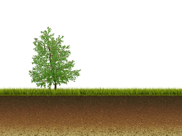 Drzewo na trawie, na białym tle — Zdjęcie stockowe