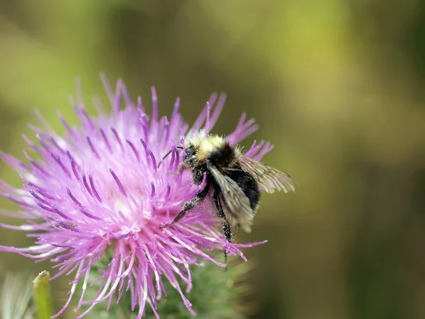 Black and yellow bumblebee on flower closeup — Stock Photo, Image
