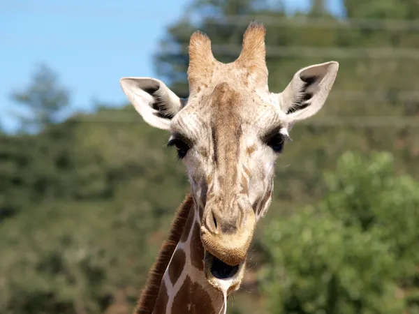 Retrato al aire libre de la jirafa babeando y masticando — Foto de Stock
