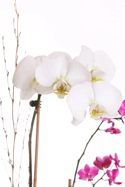 Nagy Fehér Orchidea Virágok Lila Kicsik — Stock Fotó