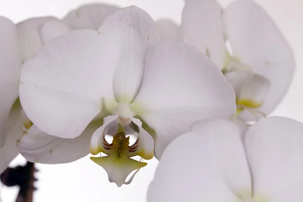Vízszintes Vértes group fehér orchidea virágok — Stock Fotó