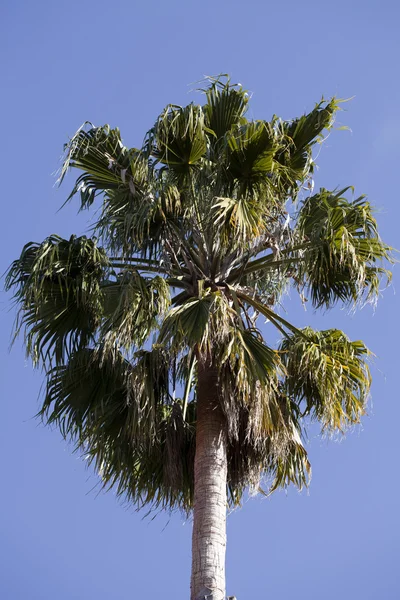 Одна зеленая пальма против голубого неба — стоковое фото
