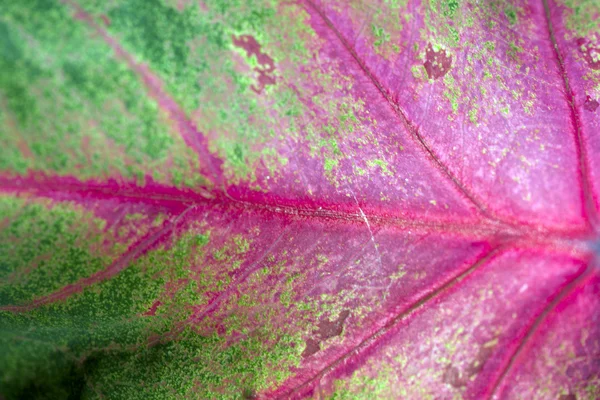 stock image Closeup of red and green leaf