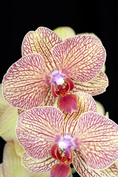 Fekete alapon sárga és piros orchidea virágok — Stock Fotó