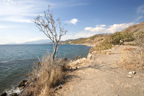Osamělý strom suchý na pobřeží Černého moře. Krym, Ukrajina. — Stock fotografie