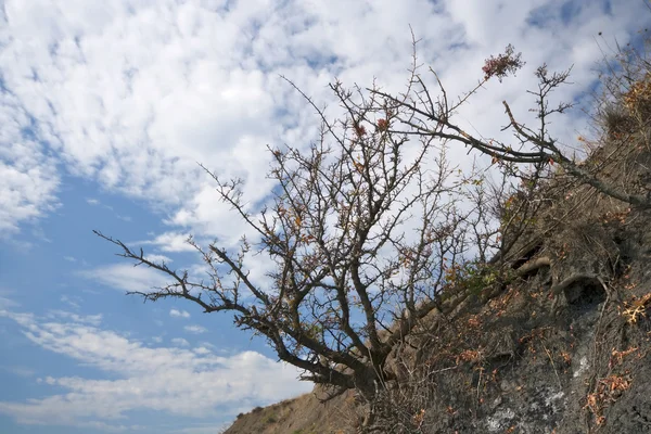 Arbusto seco en la ladera de la montaña contra un cielo azul con nubes — Foto de Stock
