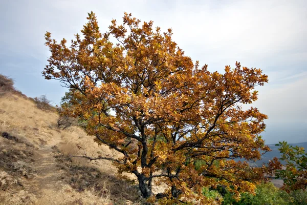 Autumn.Yellow tree near path in Crimea mountains — Stock Photo, Image