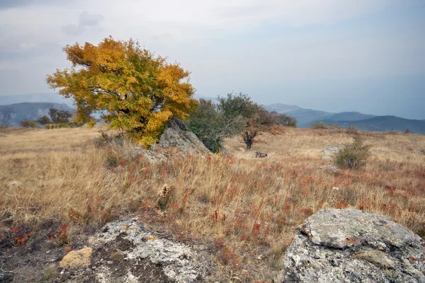 Autumn plateau with yellow tree and grass in Crimea mountains. — Stock Photo, Image