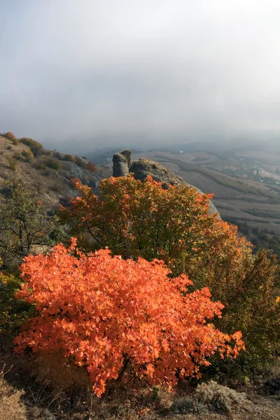 クリミア自治共和国の山の斜面の明るいオレンジ茂み霧。岩. — ストック写真