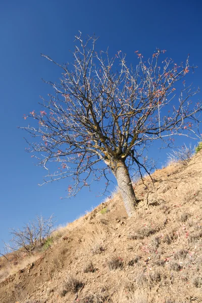 青い空を背景の山の斜面での孤独な乾燥した木。クリミア半島. — ストック写真