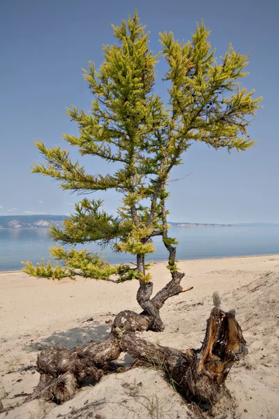 Larch tree and roots on sand, coast of Baikal lake. Olkhon. — Stock Photo, Image