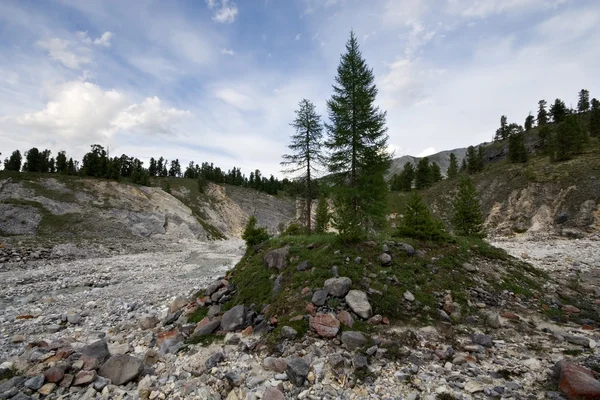 Bomen en stenen in de vallei van de rivier van de mounain — Stockfoto
