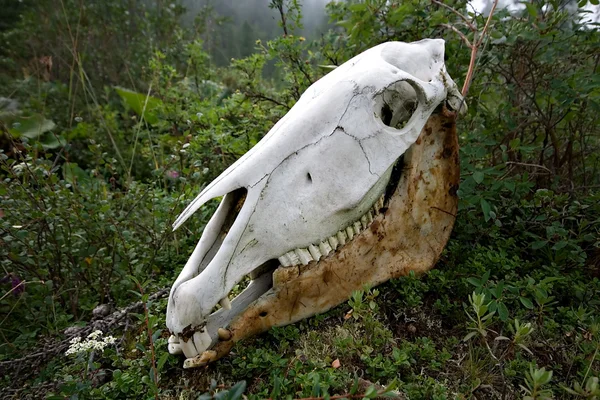 stock image White horse skull among grass and bushes in forest