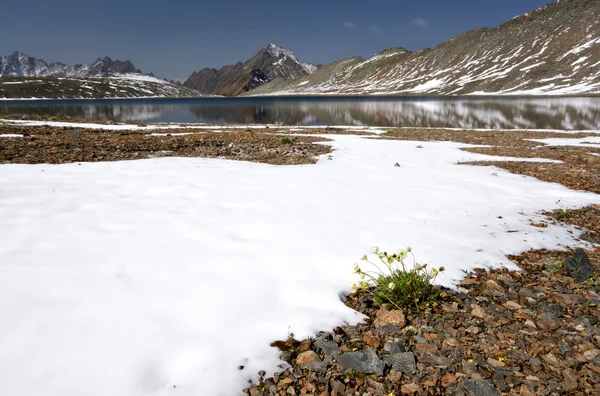 Mountain lake, snö, stenar och gula blommor — Stockfoto