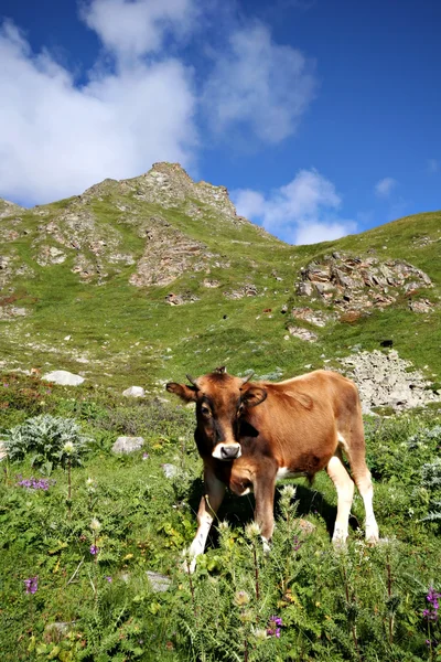 Genç boğa buzağı yeşil grass.caucasus Dağları.